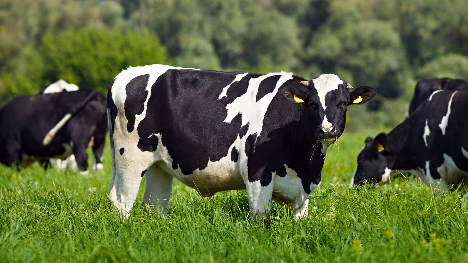 Eland Green Farm banner image