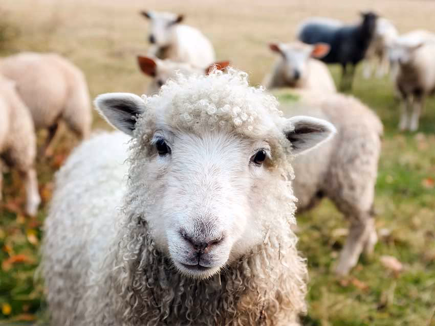 Eland Green Farm