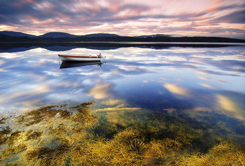 Seaweed Co project image 1